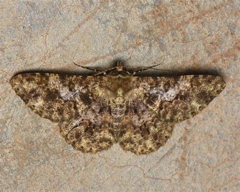 Racotis keralaria | Moths