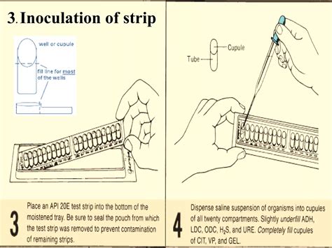 Image result for API 20E Instructions.pdf