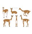 Vicuna cute cartoon animal Royalty Free Vector Image