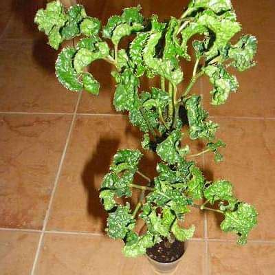 Buy Polyscias guilfoylei crispa - Plant online from Nurserylive at ...