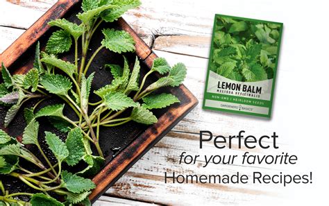 Lemon Balm Plant Seeds