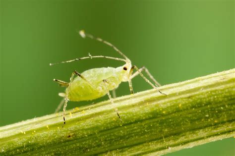 Aphids / Jassids - Cropserve