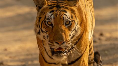 Wallpaper tiger, predator, big cat, glance, face hd, picture, image
