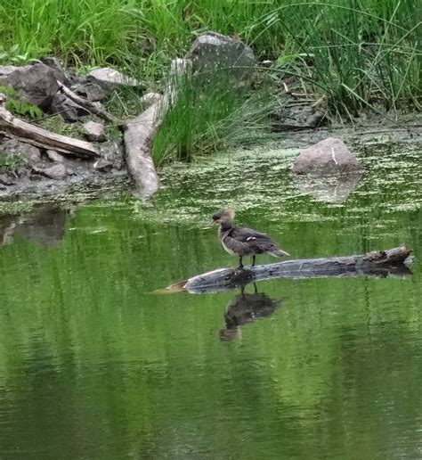 Floating Log 的图像结果