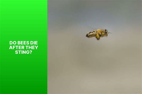 Bee Sting Do They Die After