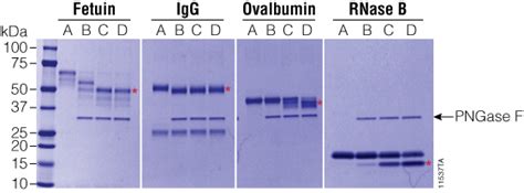 Recombinant PNGase F for Glycoprotein Analysis
