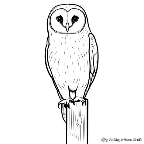 Barn Owl Coloring Pages - Free & Printable!