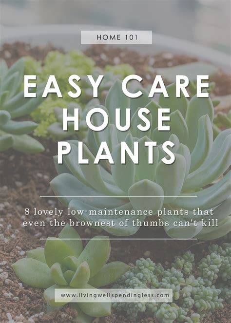 Easy Care House Plants