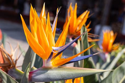 11 Outdoor Tropical Plants Every California Gardener Should Try