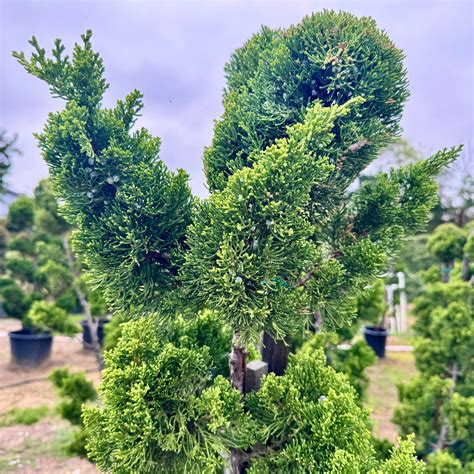 Hollywood Juniper Garden Bonsai Tree | C&J Gardening Center