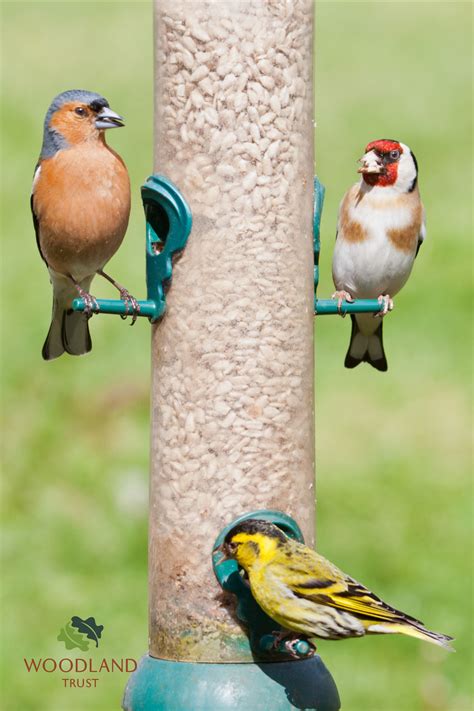 Birds On Feeder