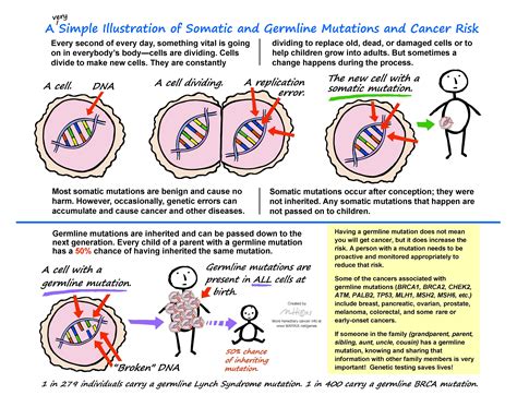 Carefree Artist: Somatic Mutations & Germline Mutations Illustrated