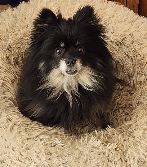 Adopt - River Valley Animal Rescue