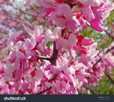 Spring Flowering 的图像结果