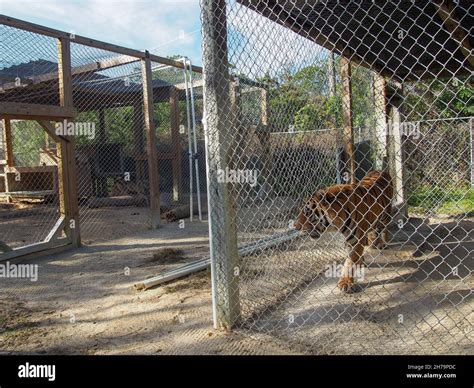Bengal tiger pacing in its enclosure at the Octagon Wildlife Sanctuary ...