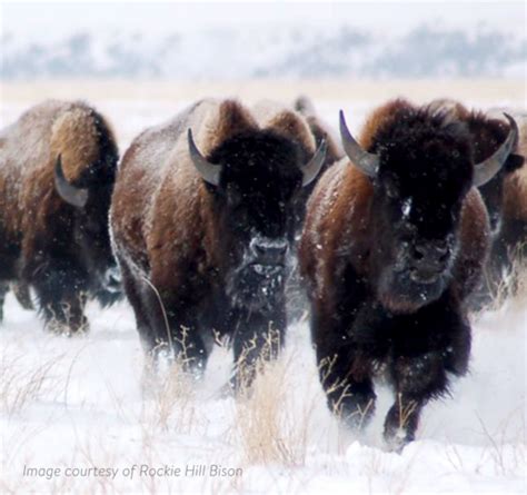 Savoring January: Elevate Your Plate with Bison