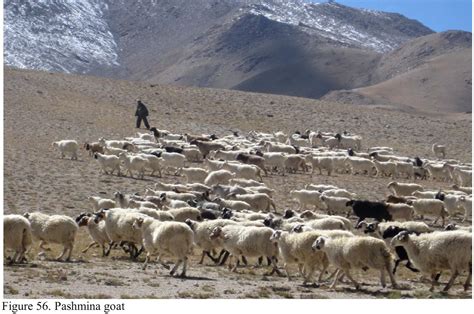 Environmental Impact Assessment of the National Large Solar Telescope ...