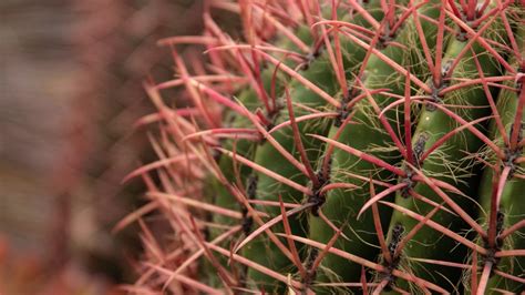 Wallpaper cactus, needles, spines, plant, macro hd, picture, image