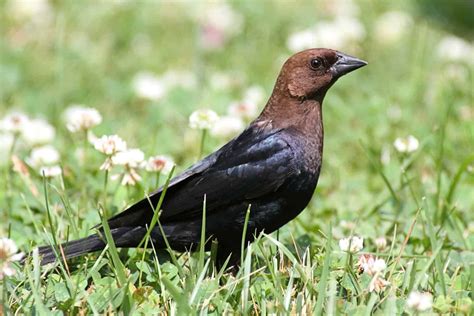 Blackbirds in Missouri: 8 Fascinating Types to Spot