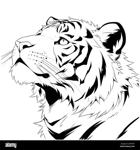 Easy Tiger Drawing