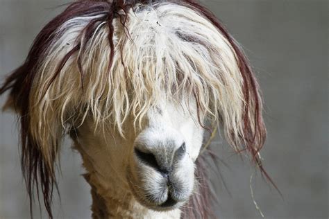 Pictures Of Animals Whose Hair Is Used As Wool at Samantha Sternberg blog