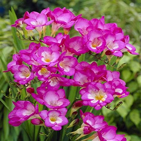 Freesia Pink Winter Season Double Variety Flower Bulbs (Germination ...