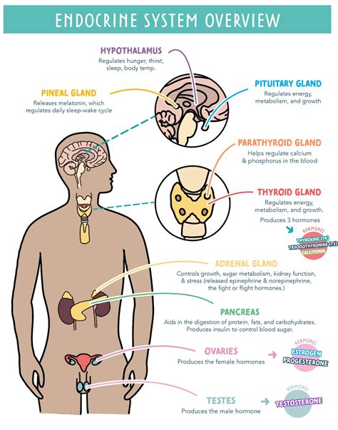 Endocrine System Chart Your Endocrine System: The Key To A Happy Body