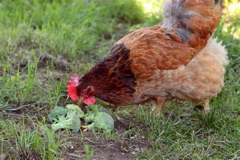 So, Can Chickens Eat Broccoli?