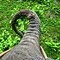 Image result for Elephant Trunk Animal