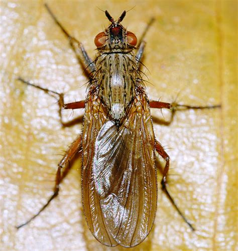 Image result for Flying Bug Identifier