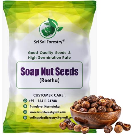 Soap Nut Tree Seeds (Sapindus Marginatus), Indian Reetha Seed for Home ...