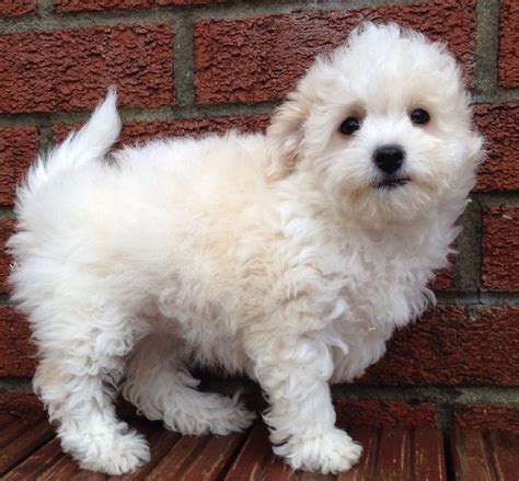 Toy poodles, Bichon frise and Puppies for sale on Pinterest Poochon ...
