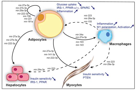 Role of Adipose Tissue microRNAs in the Onset of Metabolic Diseases and ...