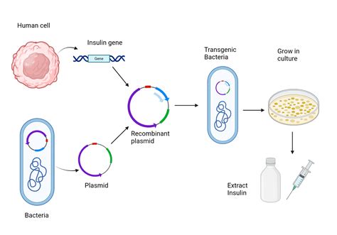 Synthesis of insulin using bacteria | BioRender Science Templates