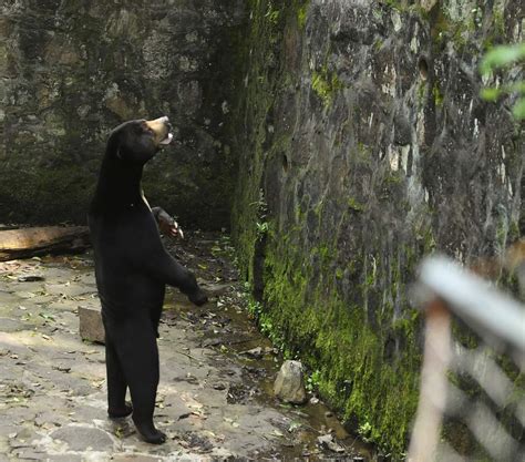 Sun Bear Standing Chinese Zoo Denies Its Sun Bears Are Humans In