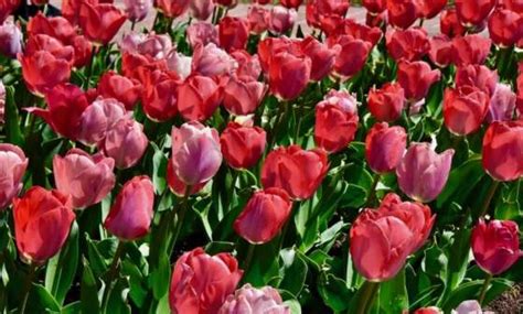 Lewes Trip Ideas | Visit Delaware