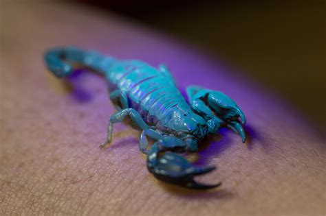 Glowing animals: understanding bioluminescence and biofluorescence ...