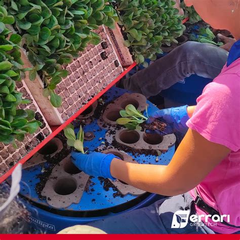 Image result for Ferrari Transplanter