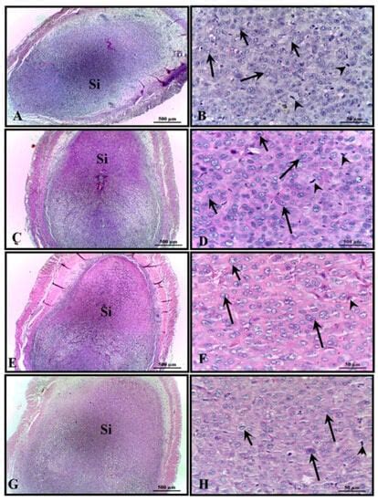 Effect of the Aqueous Extract of Chrysobalanus icaco Leaves on Maternal ...
