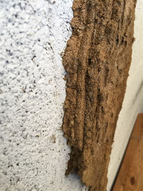 U.S. Pest Protection, Inc. on LinkedIn: This is a Termite mud tunnel ...