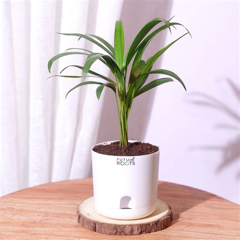Live Indoor Plants – Future Roots Agro Private Limited