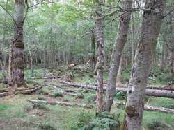 ZooLex Exhibit - Free Roaming Area Exhibit - Tram Tour