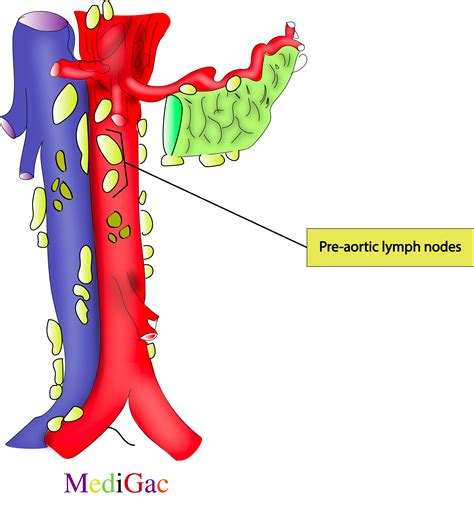 What are the lymph nodes of the Abdomen – MediGac