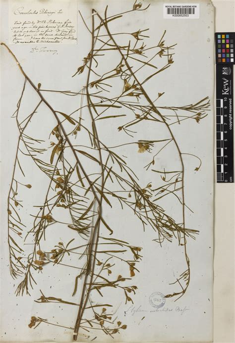 Stylisma pickeringii (Torr. ex M.A.Curtis) A.Gray | Plants of the World ...
