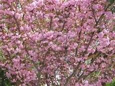 significato fiore di ciliegio significato fiori di ciliegio linguaggio dei fiori significato fiore di ciliegio significato fiori di ciliegio linguaggio dei fiori