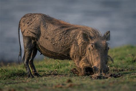 Asp.net Core Checkbox Example 的图像结果