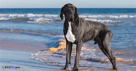 Top 10 Guard Dog Breeds For Home Security - Best For Pets