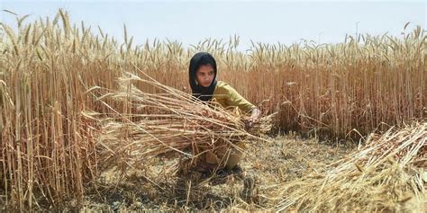 After Five-Year Gap, FCI Resumes Proper Wheat Procurement at MSP in ...