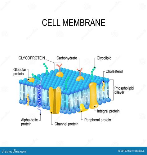Cell Membrane Diagram