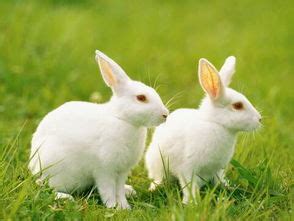 梦见白兔子是什么意思预兆 - 原版周公解梦大全